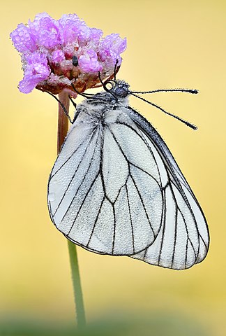 Programme Papillons, bourdons, et autres pollinisateurs