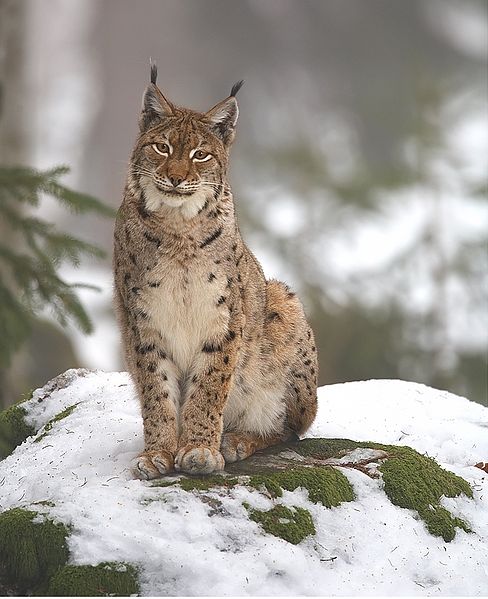 Programme Lynx et chat forestier